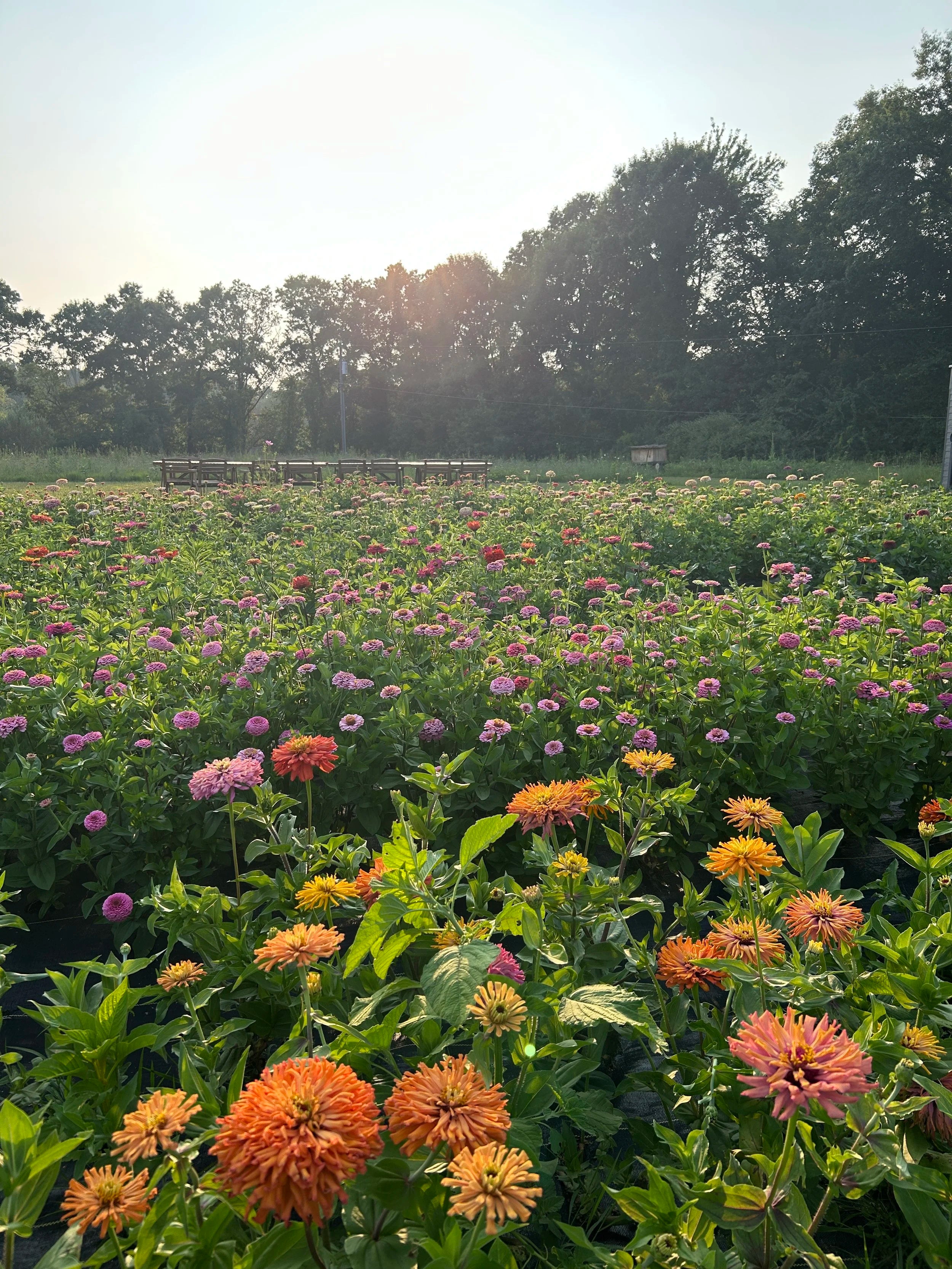 Hazelwood Flower Farm field of flowers